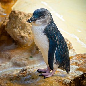 Image post by @animalplanet on Instagram