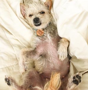Image post by @nikkiglaser on Instagram