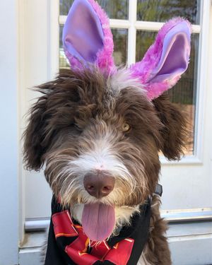 Image post by @floofy.coopy.doodle on Instagram