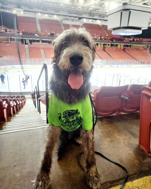Image post by @thesavannahwolfhound on Instagram