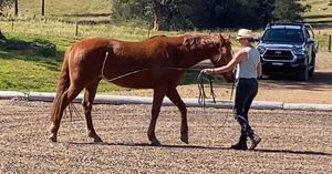 Image post by @ankehawkebalanceddressage on Facebook
