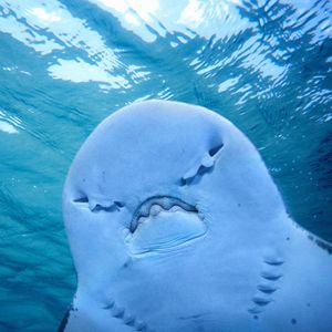 Image post by @animalplanet on Instagram