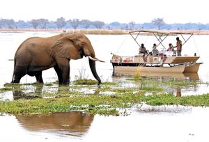 Image post by @chiawasafaris on Instagram