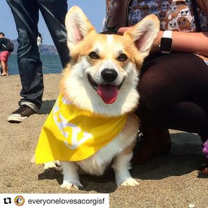 Image post by @yourfuzzy on Instagram