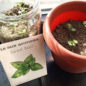 Image post by @lepainquotidienus on Instagram