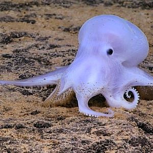 Image post by @animalplanet on Instagram