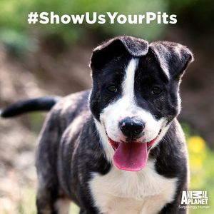 Image post by @animalplanet on Instagram