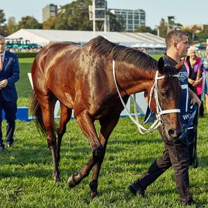 Image post by @australianturfclub on Instagram