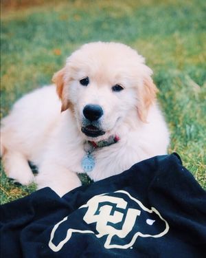 Image post by @cuboulderalumni on Instagram
