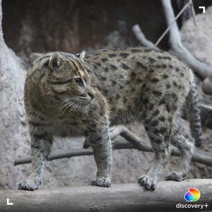 Image post by @animalplanet on Instagram