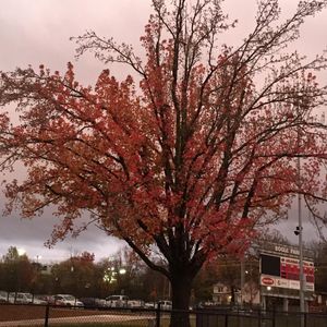 Image post by @razorbacksb on Instagram