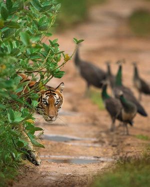 Image post by @discovery on Instagram