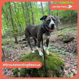 Image post by @jetsetpets on Instagram