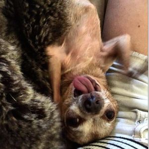 Image post by @animalplanet on Instagram
