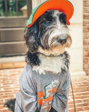 Image post by @univmiami on Instagram