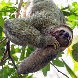 Image post by @animalplanet on Instagram