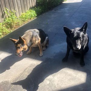 Image post by @bestforpetsmelb on Instagram