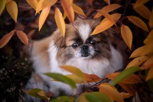 Image post by @AnimalPlanet on Twitter