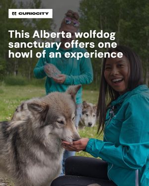 Image post by @curiocitycalgary on Instagram