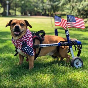 Image post by @walkinpets on Instagram