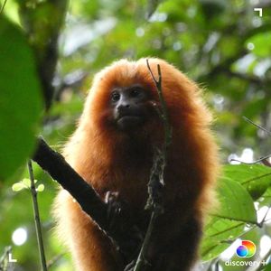 Image post by @animalplanet on Instagram
