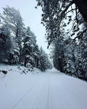 Image post by @nauflagstaff on Instagram