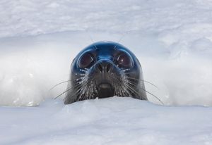 Image post by @AnimalPlanet on Twitter