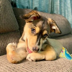 Image post by @animalplanet on Instagram