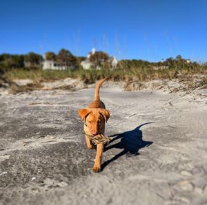 Image post by @kiawahresort on Instagram