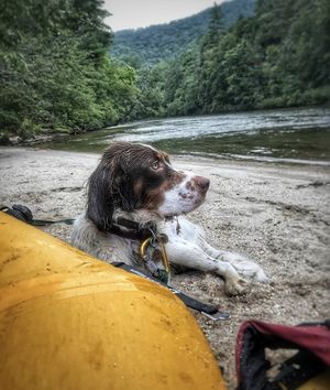 Image post by @triumphpetfood on Instagram
