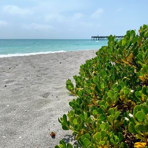Image post by @visitsarasotacounty on Instagram