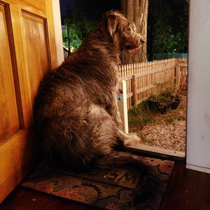Image post by @thesavannahwolfhound on Instagram