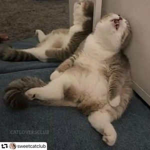 Image post by @ellendegeneres on Instagram