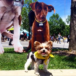 Image post by @animalplanet on Instagram