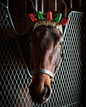 Image post by @myracehorse_ on Instagram