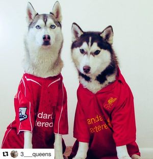Image post by @lfcretail on Instagram