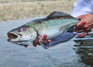 Image post by @toadfishoutfitters on Instagram