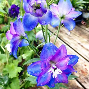 Image post by @shopbachmans on Instagram