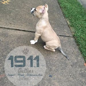 Image post by @1911bullies on Facebook