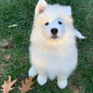 Image post by @evolvepetfood on Instagram