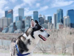 Image post by @cityofcalgary on Instagram