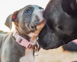 Image post by @truegoatphoto on Instagram