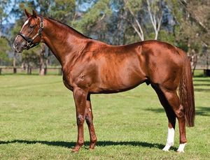 Image post by @australianturfclub on Instagram