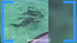 Video post by @newsnation on YouTube