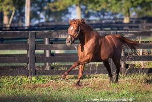 Image post by @spendthriftfarm on Instagram