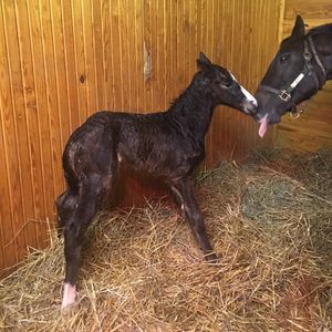 Image post by @spendthriftfarm on Instagram