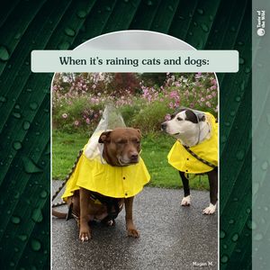 Image post by @totwpetfood on Twitter