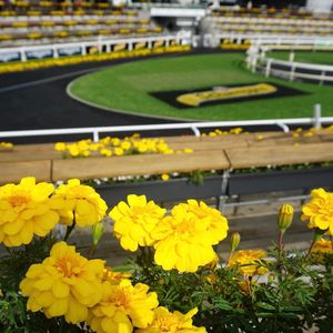 Image post by @australianturfclub on Instagram
