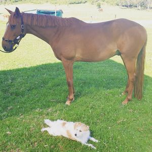 Image post by @performancesaddlefitssthsydney on Instagram