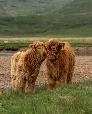Image post by @visitscotland on Instagram
